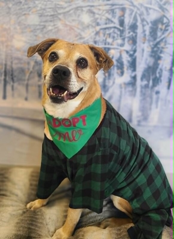 Picture of the Animal Listed